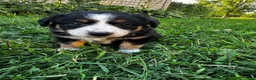 Australian Shepherd dogs for sale: Stripe - Ad 4