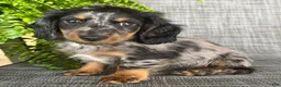 Dachshund dogs for sale: Sara - Ad 1
