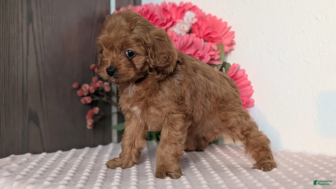 Cavapoo dogs for sale: Talia - Ad 10