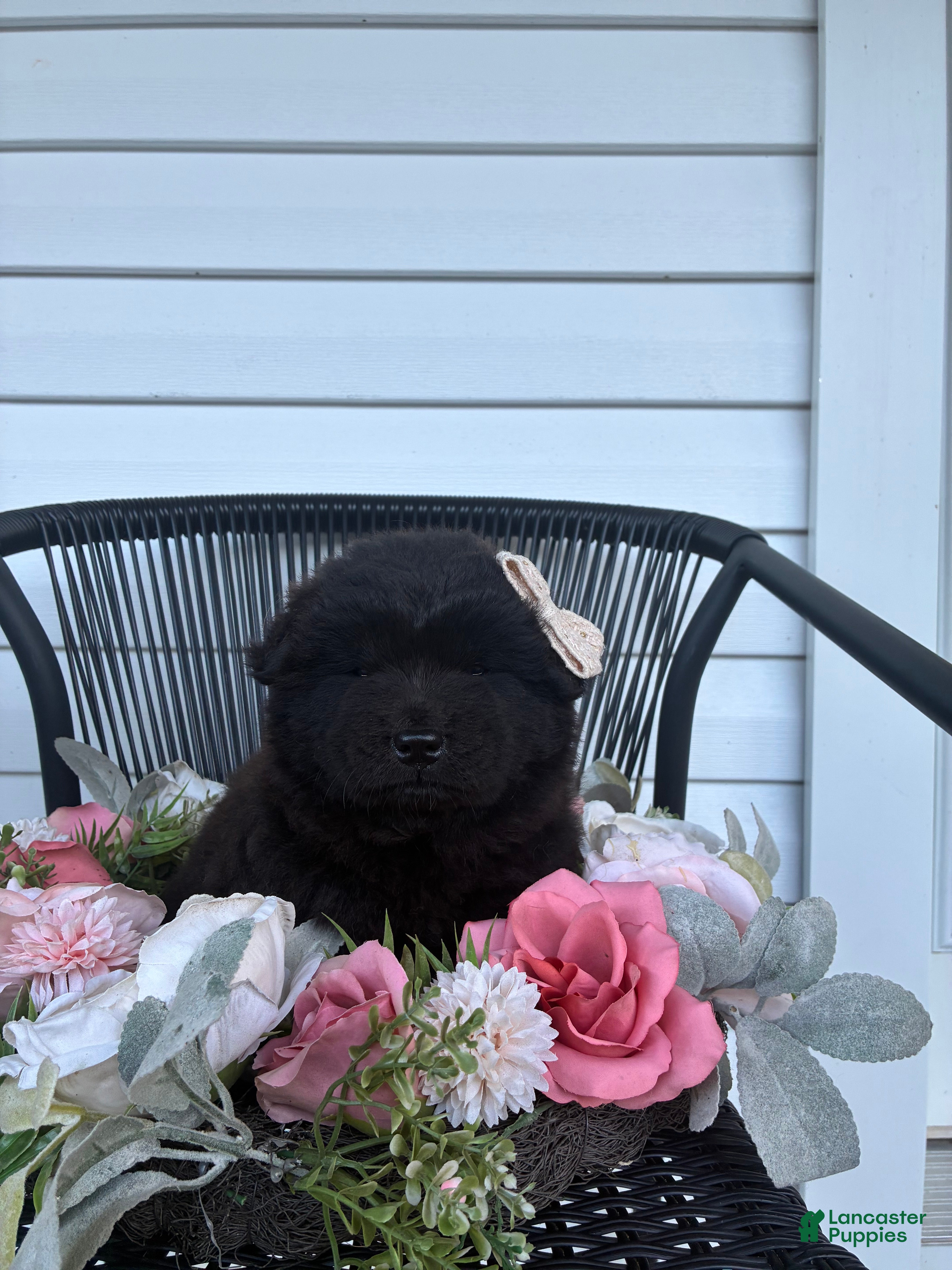 Chow Chow dogs Sunshine - Ad 2