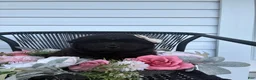 Chow Chow dogs for sale: Sunshine - Ad 5