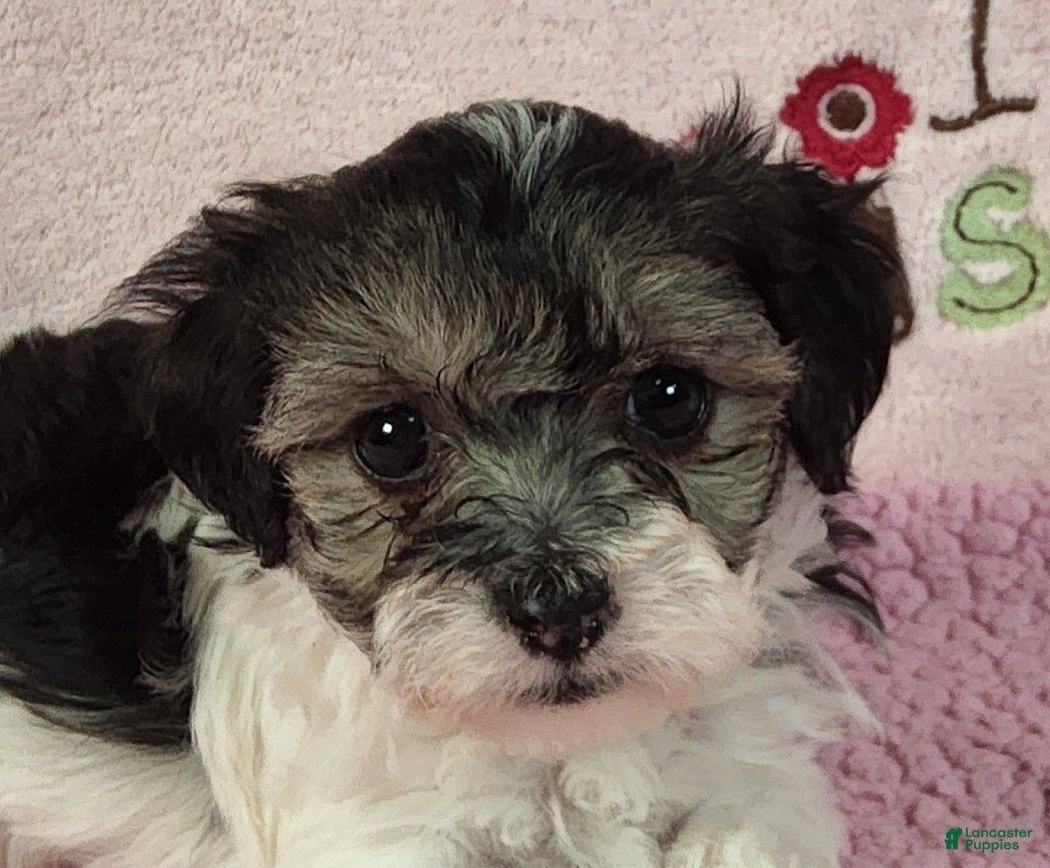 Yorkiepoo dogs Gloriana Peace - Ad 40