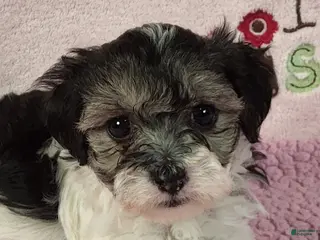 Yorkiepoo dogs Gloriana Peace - Ad 38