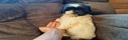 Teddy Bear dogs for sale: Rosie - Ad 2