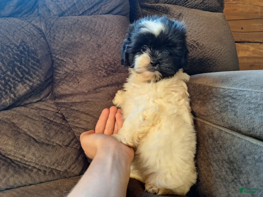 Teddy Bear dogs for sale: Rosie - Ad 2