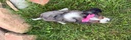 Cavalier King Charles Spaniel dogs for sale: Leah - Ad 9