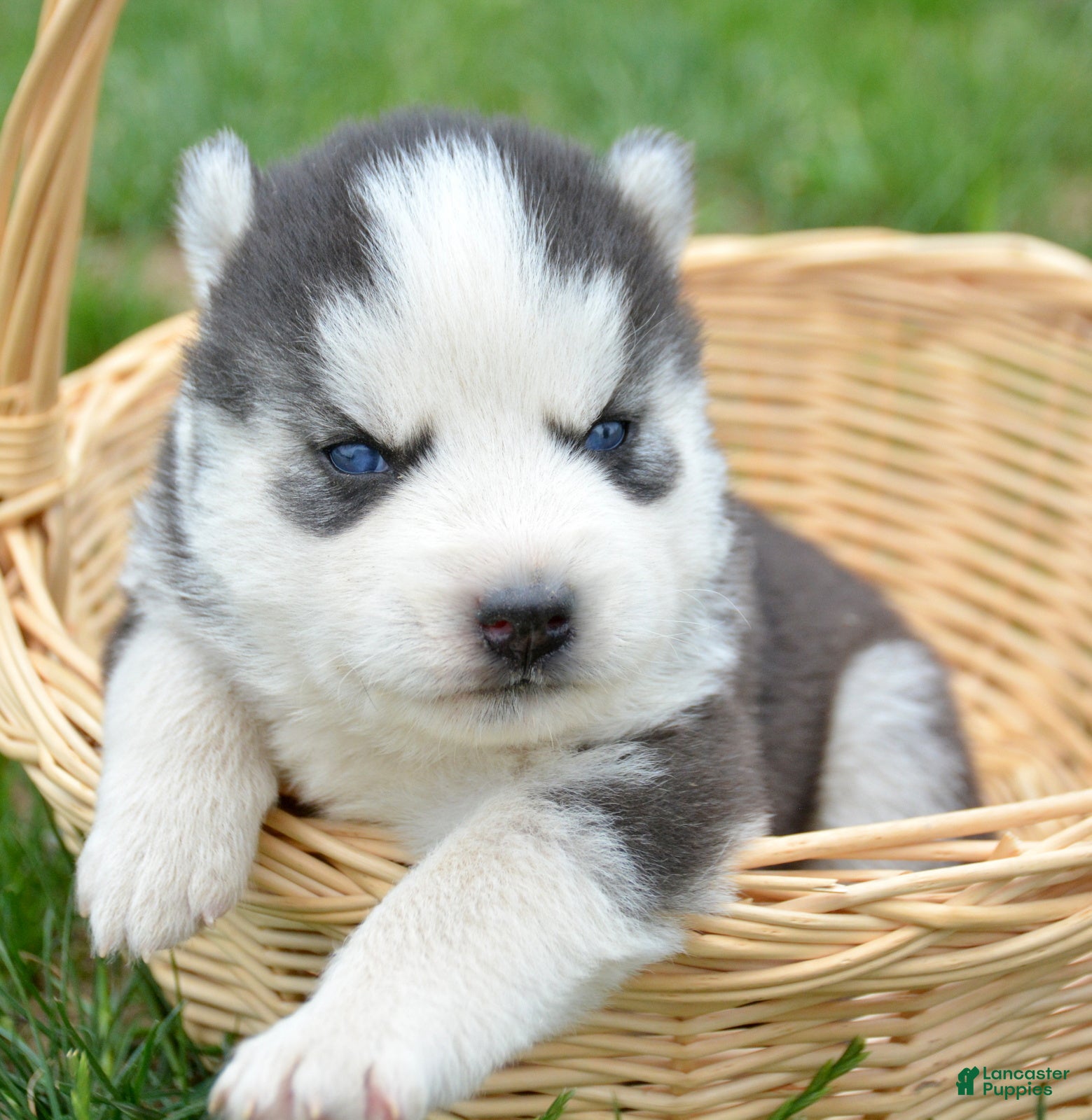 Siberian Husky dogs Harper Siberian Husky F - Ad 10