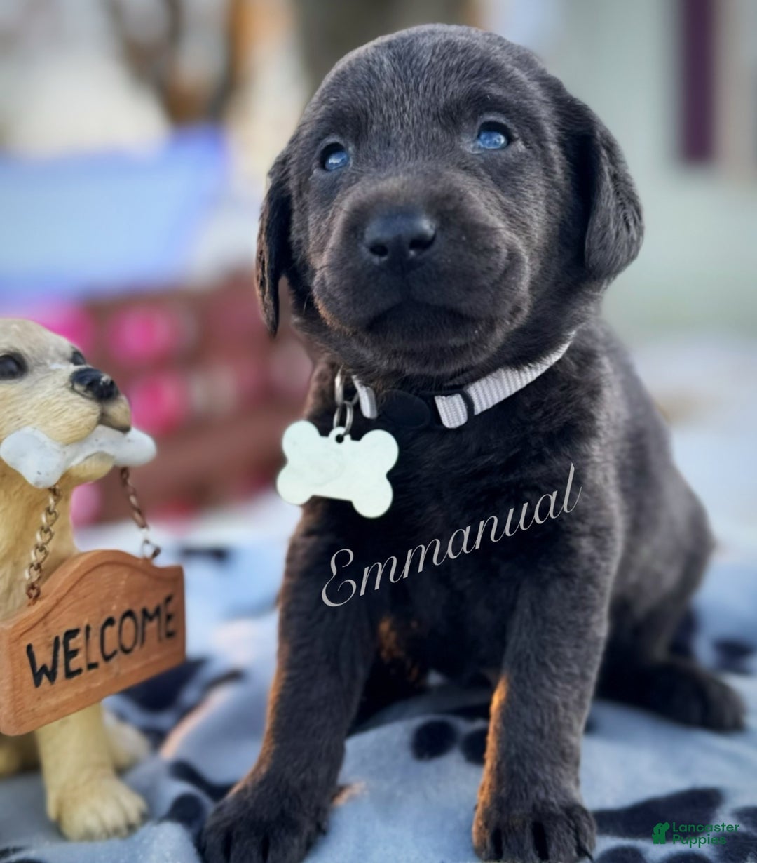 Labrador Retriever dogs for sale: Labrador Retriever Puppy 1 - Ad 11
