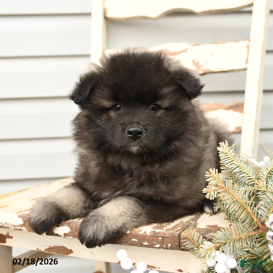 Keeshond dogs Marina - Ad 1