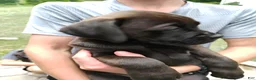 Boxador dogs for sale: Peanut - Ad 6