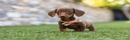 Miniature Dachshund dogs for sale: Ana - Ad 9