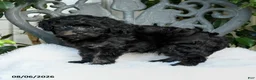 Cavapoo dogs for sale: Terry - Ad 2