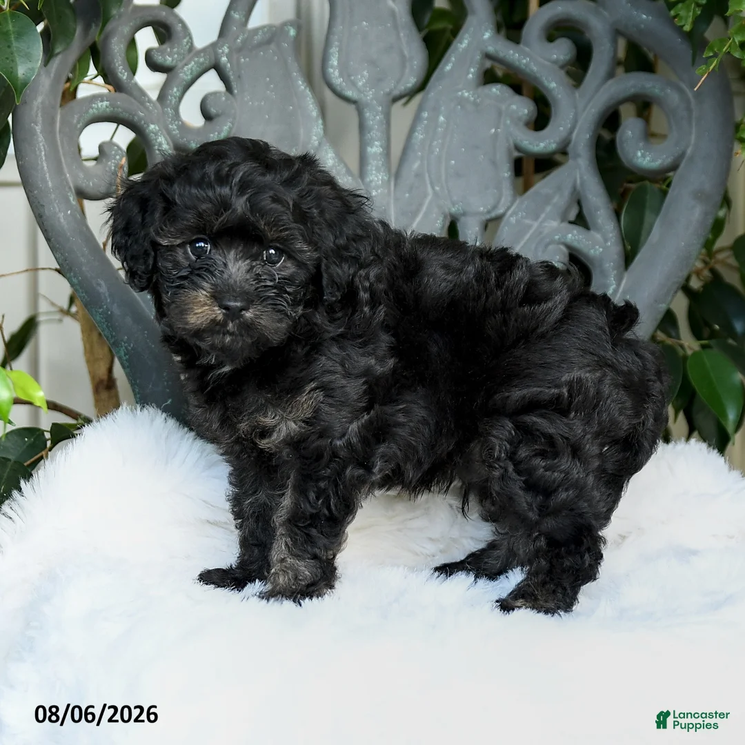Cavapoo dogs for sale: Terry - Ad 2