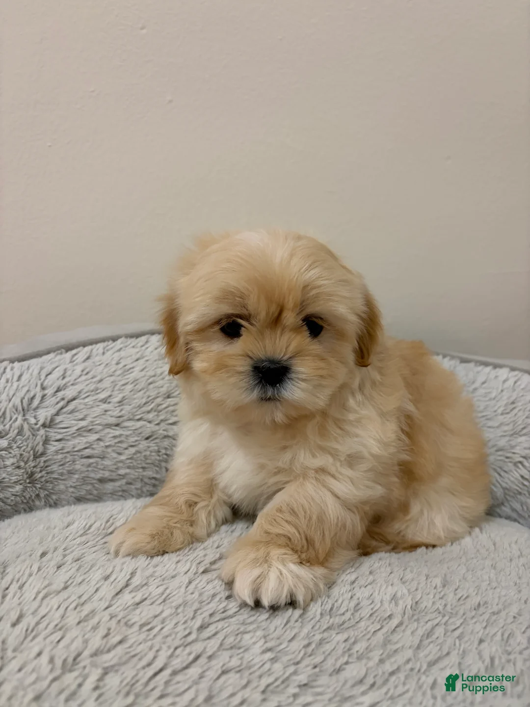 Shih Tzu dogs for sale: Cash - Ad 2