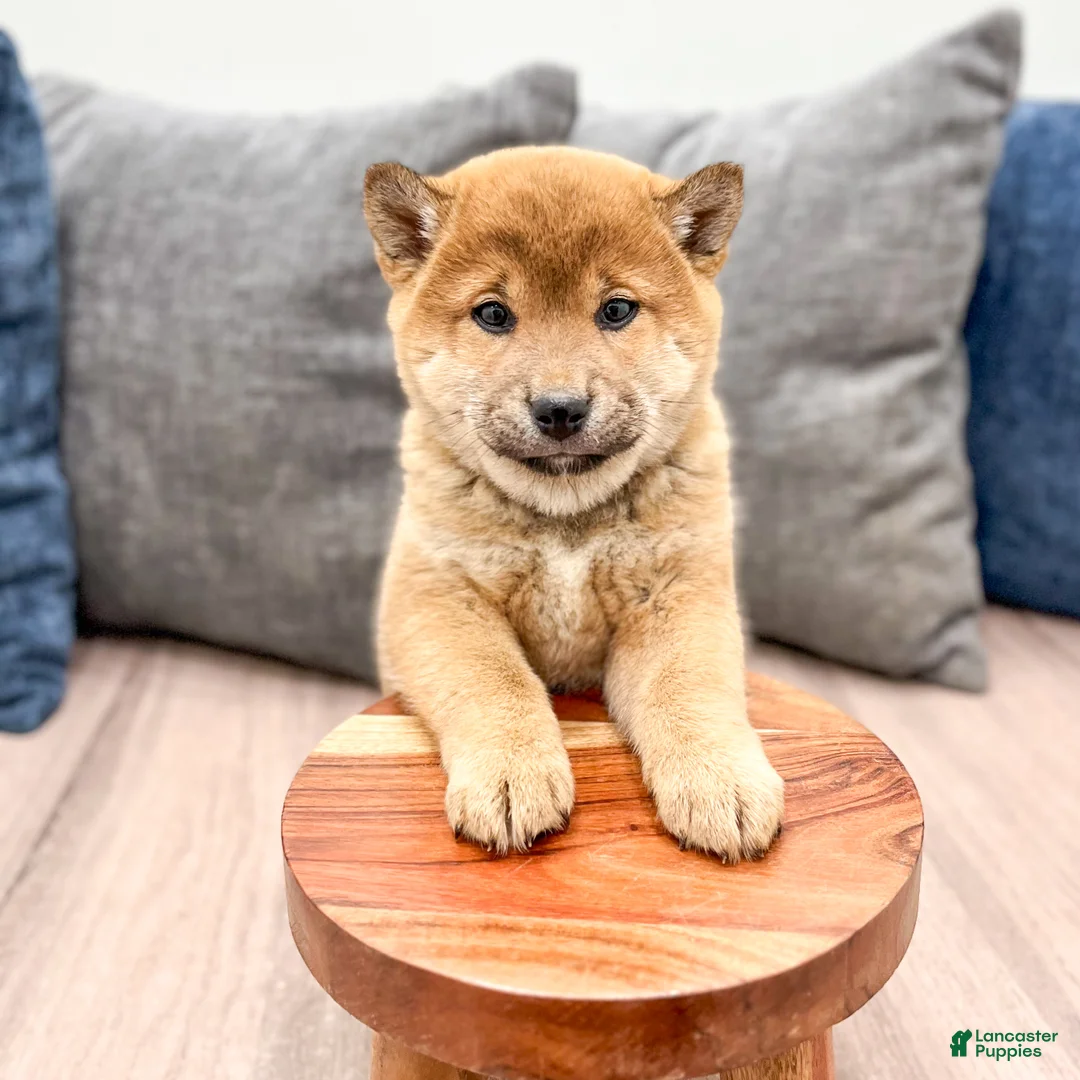 Shiba Inu dogs for sale: Champion - Ad 2
