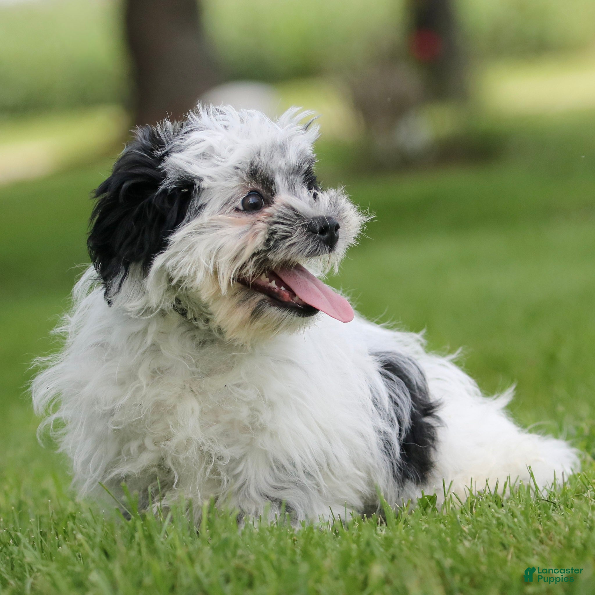 Teddy Bear dogs Oreo Teddy Bear Puppy  - Ad 1