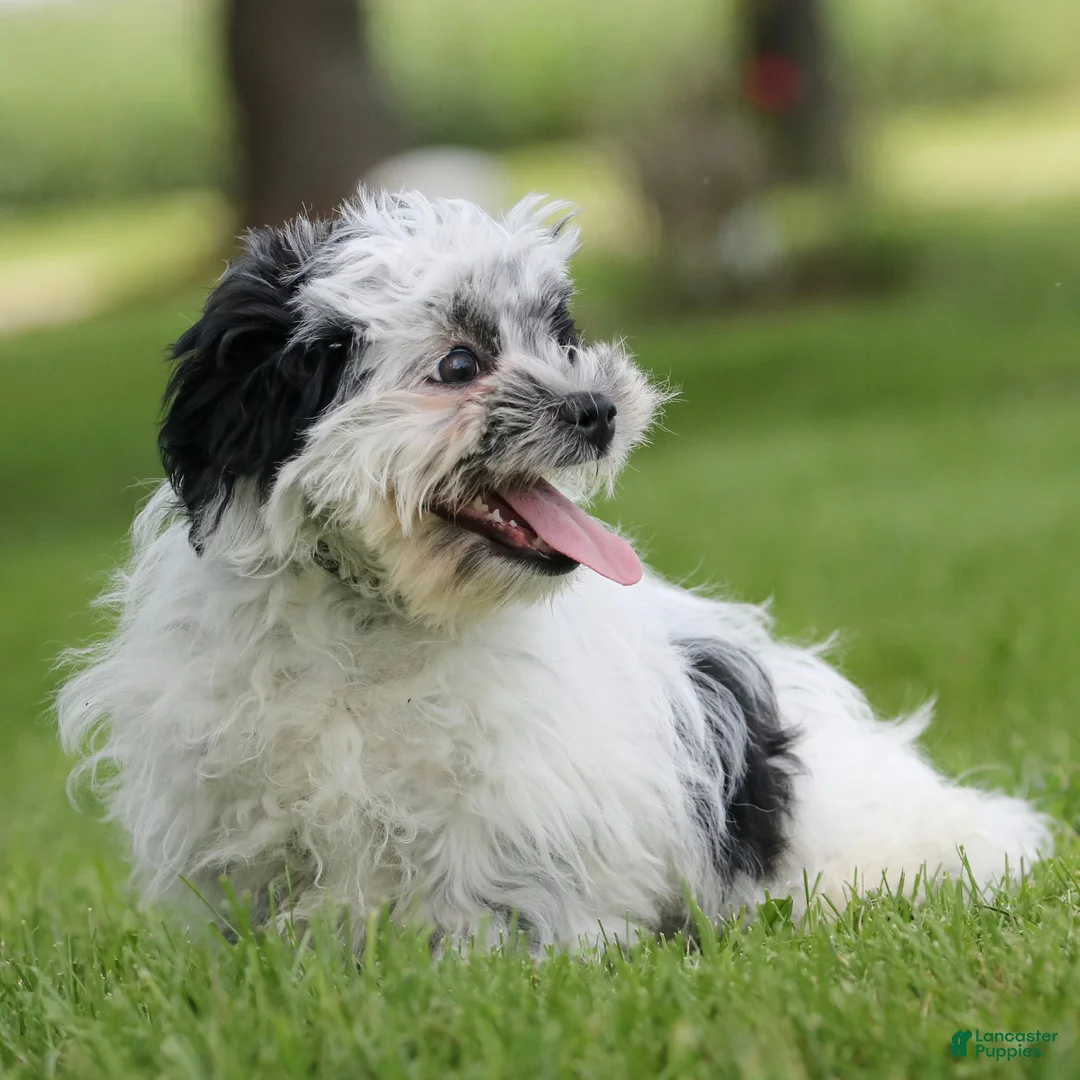 Teddy Bear dogs for sale: Oreo Teddy Bear Puppy  - Ad 1