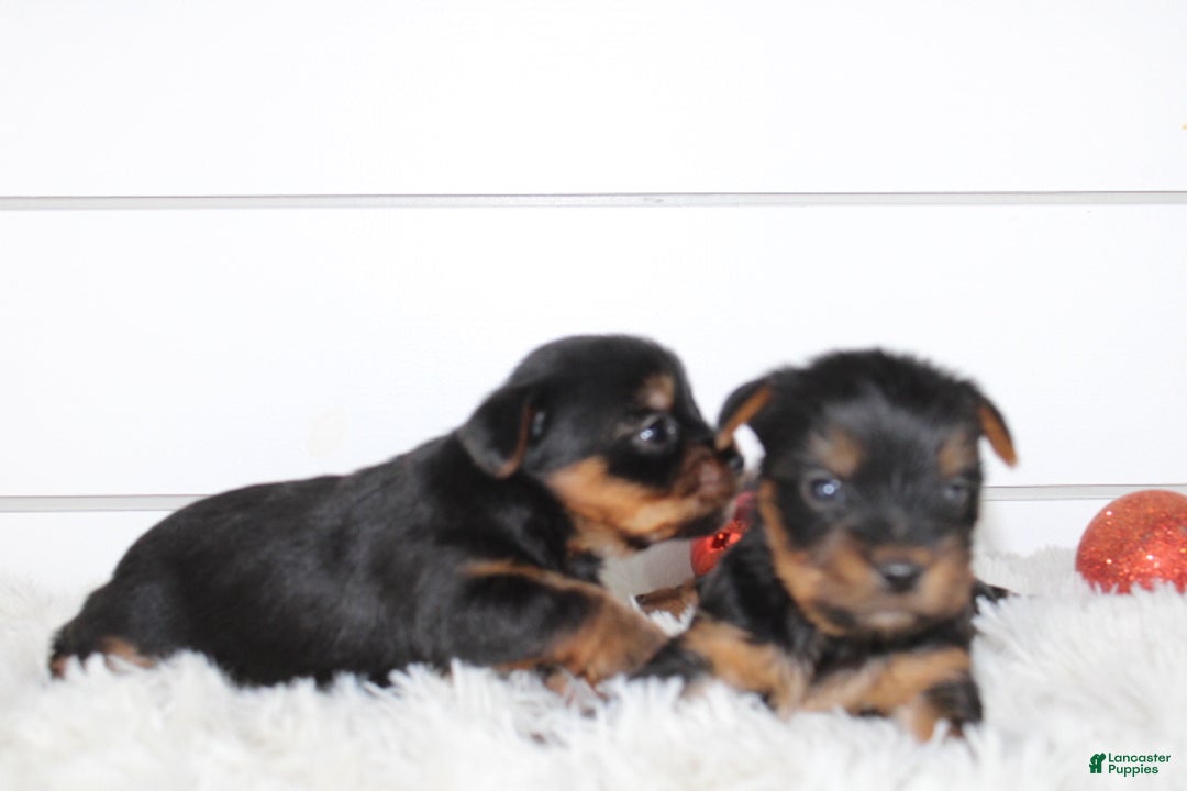 Yorkshire Terrier dogs for sale: CARTER - Ad 7
