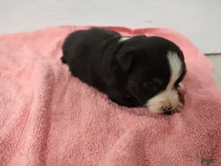 Miniature Australian Shepherd dogs Miniature Australian Shepherd Puppy 6 - Ad 22