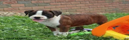 Boxer dogs for sale: Sophie - Ad 12