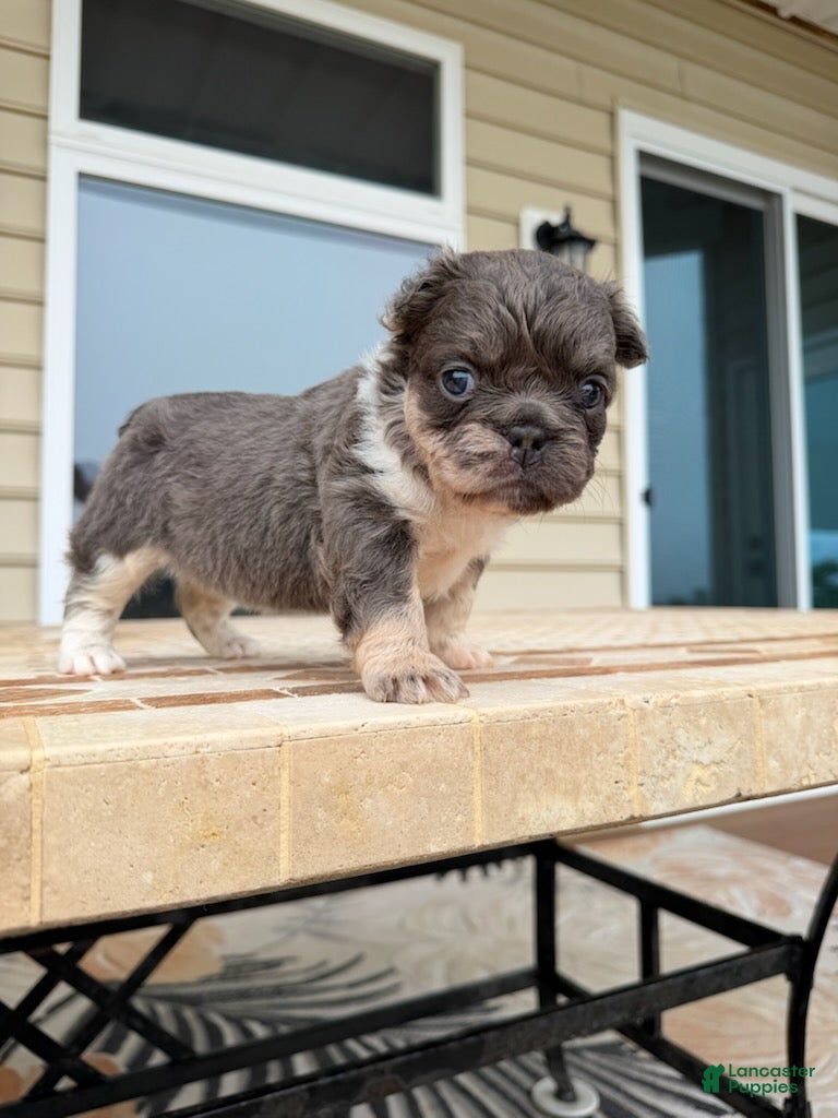 French Bulldog dogs for sale: Chloe - Ad 4