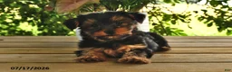 Yorkshire Terrier dogs for sale: Baxter - Ad 4