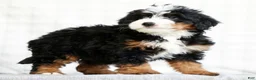 Mini Bernedoodle dogs for sale: Amethyst - Ad 4
