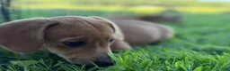 Mixed Breed dogs for sale: Classic Dorgi Female - Corgi & Dachshund Mix - Ad 12