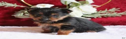 Yorkshire Terrier dogs for sale: Dallas - Ad 5