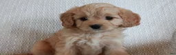 Cavapoo dogs for sale: Miss Mousey - Ad 1