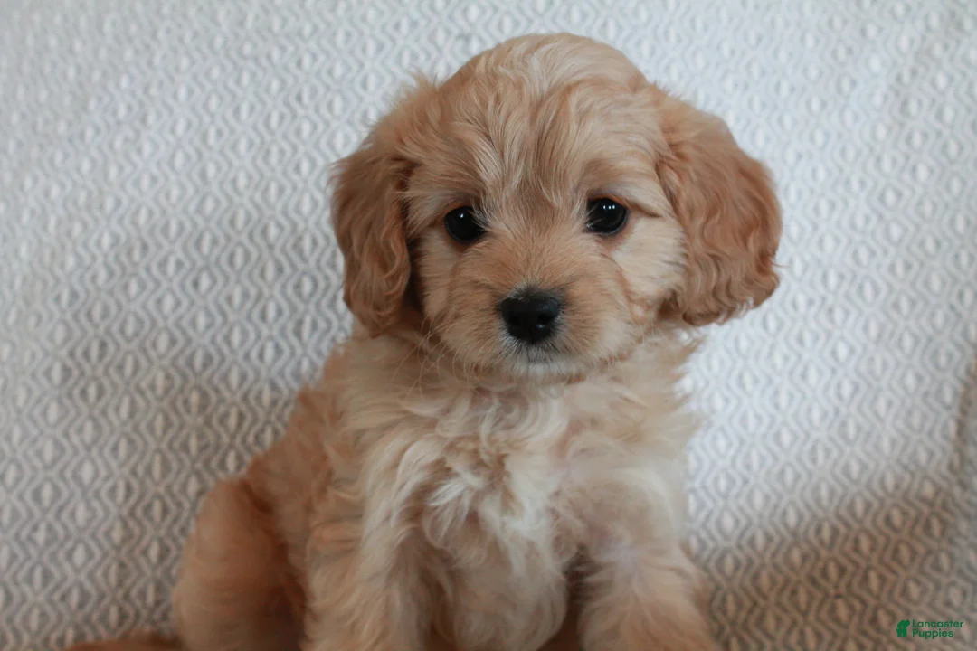 Cavapoo dogs for sale: Miss Mousey - Ad 1