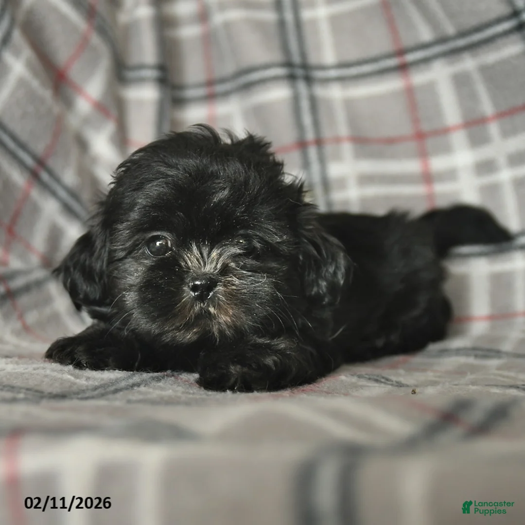 Shih Tzu dogs for sale: Winter  - Ad 5