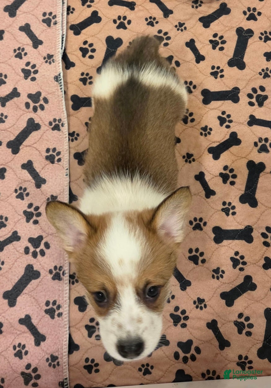 Mixed Breed dogs Male 2 - Ad 2