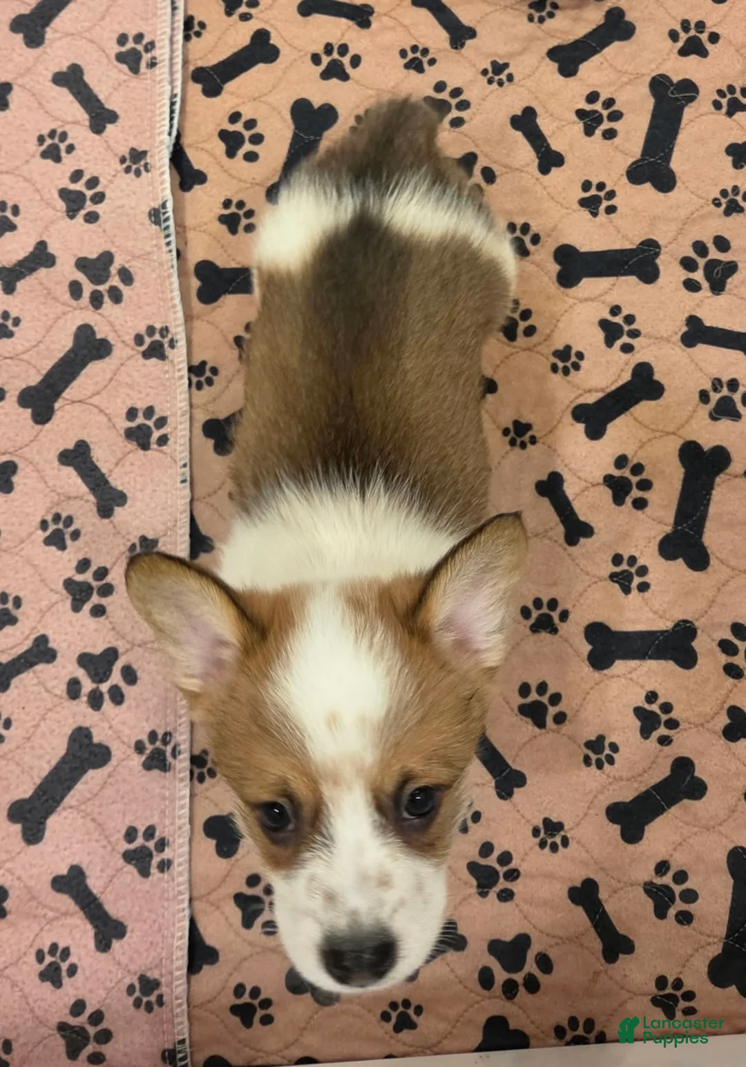 Mixed Breed dogs for sale: Male 2 - Ad 2