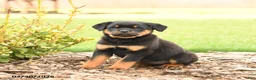 Rottweiler dogs for sale: River - Ad 2
