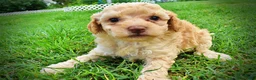 Havapoo dogs for sale: Ajax--SUMMER SALE!! $100 off listed price!!  - Ad 10