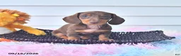Miniature Dachshund dogs for sale: Fletcher - Ad 1