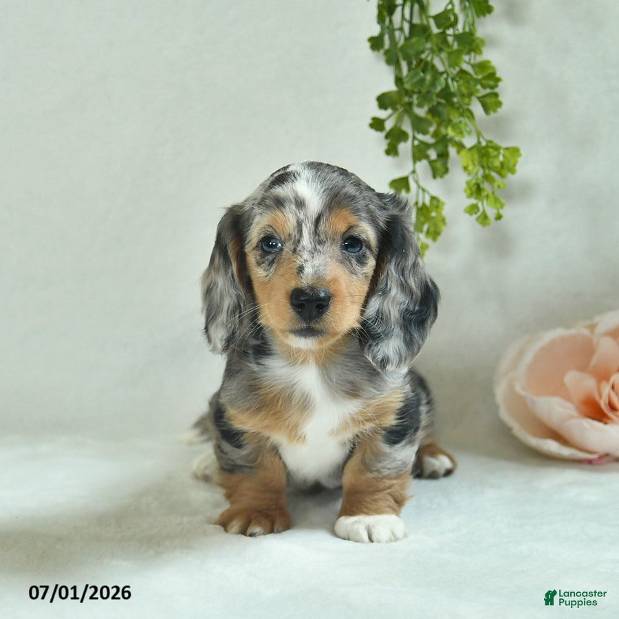 Miniature Dachshund dogs Gloria  - Ad 2