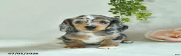 Miniature Dachshund dogs for sale: Gloria  - Ad 2