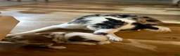 Border Collie dogs for sale: Specks - Ad 11