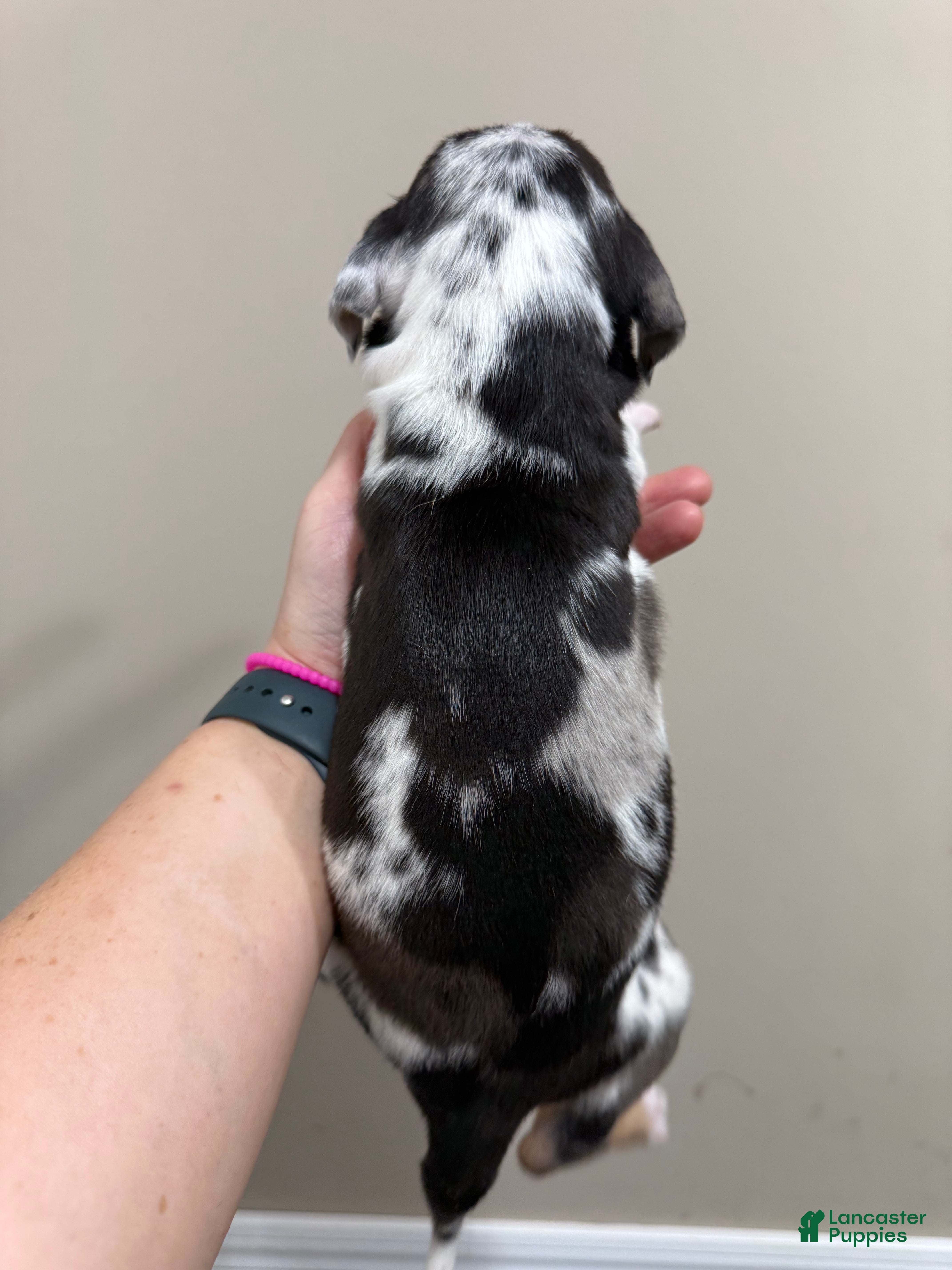 Catahoula Leopard Dog dogs Blue Leopard Boy #3 - Ad 2