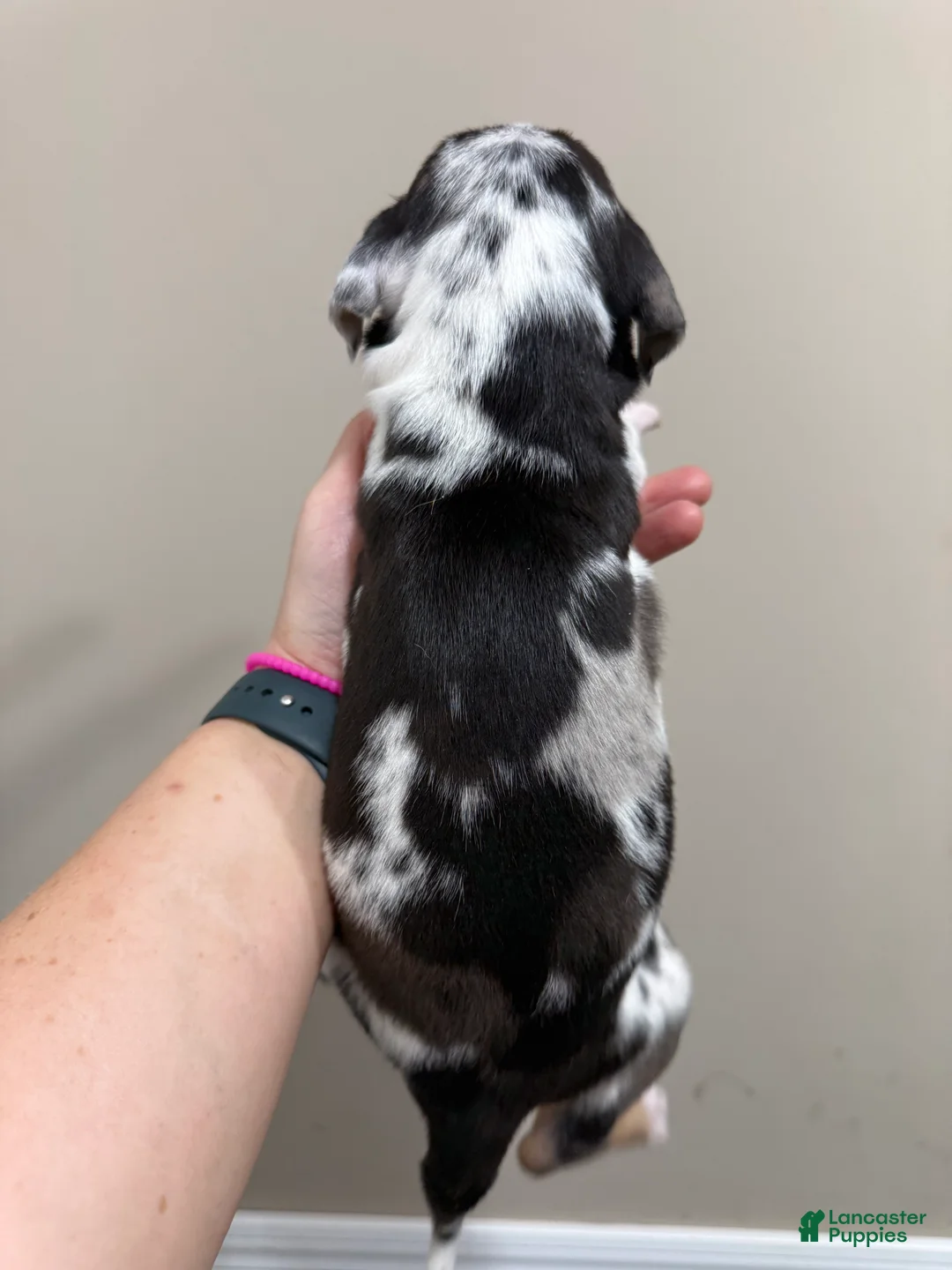 Catahoula Leopard Dog dogs for sale: Blue Leopard Boy #3 - Ad 2