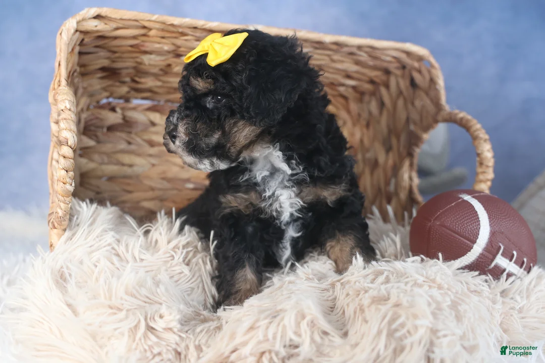 Miniature Poodle dogs for sale: Rocko - Ad 13