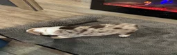 Australian Shepherd dogs for sale: Beauty  - Ad 4