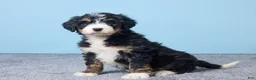 Bernedoodle dogs for sale: Heidi - Ad 3