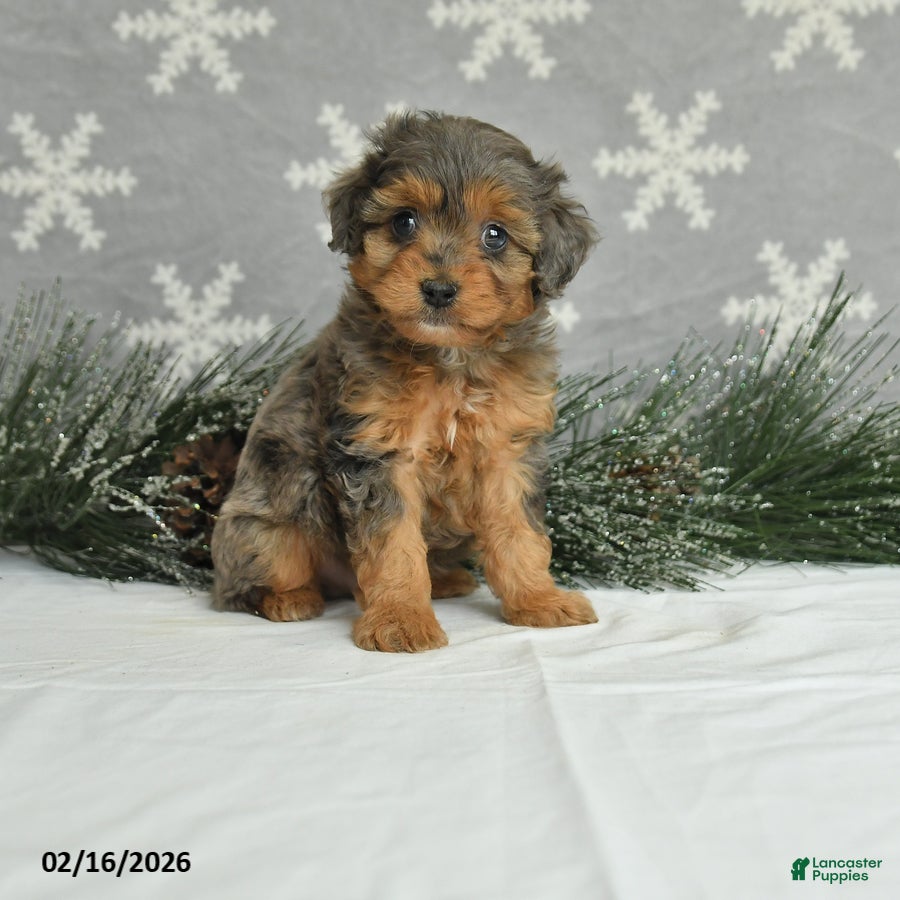 Mini Aussiedoodle dogs Curtis - Ad 1