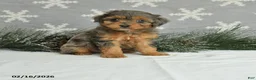 Mini Aussiedoodle dogs for sale: Curtis - Ad 1