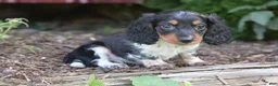 Miniature Dachshund dogs for sale: Buster  - Ad 6