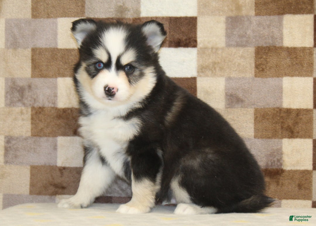Pomsky dogs for sale: Bandit - Ad 1