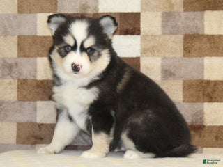 Pomsky dogs Bandit - Ad 36
